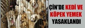 Çin’de kedi ve köpek yemek yasaklandı