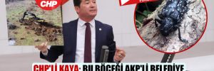 CHP’li Kaya: Bu böceği AKP’li belediye yurtdışından getirdi!