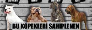 Bu köpekleri sahiplenen 11 bin Lira ceza ödeyecek!