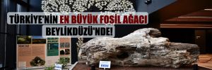 Türkiye’nin en büyük fosil ağacı Beylikdüzü’nde!