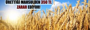 Çiftçi, buğdayda dekar başına ürettiği mahsulden 350 TL zarar ediyor! 