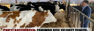 CHP’li Başevirgen: Tarımda asıl felaket seneye; hayvanlar yem, vatandaş et yiyemeyecek!