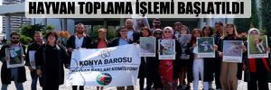 AKP’li Meram Belediyesi önünde eylem: Kanuna aykırı hayvan toplama işlemi başlatıldı 