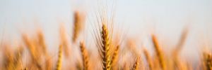 Arpa ve buğday fiyatları çiftçiyi memnun etmedi 