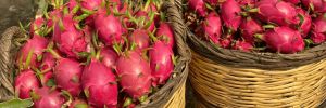 Ejder Meyvesi ile Organik ve Ejder Meyvesine Çok Özel Fiyatlarla Ulaşın