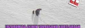 Erzurum'da ayının yavrusunu kurtlardan kurtarma mücadelesi
