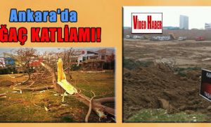 Ankara’da ağaç katliamı!