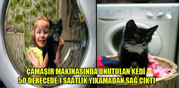 Çamaşır makinasında unutulan kedi,50 derecede 1 saatlik yıkamadan sağ çıktı