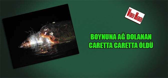 Boynuna ağ dolanan Caretta Caretta öldü