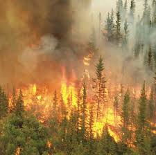 Manavgat’da orman yangını