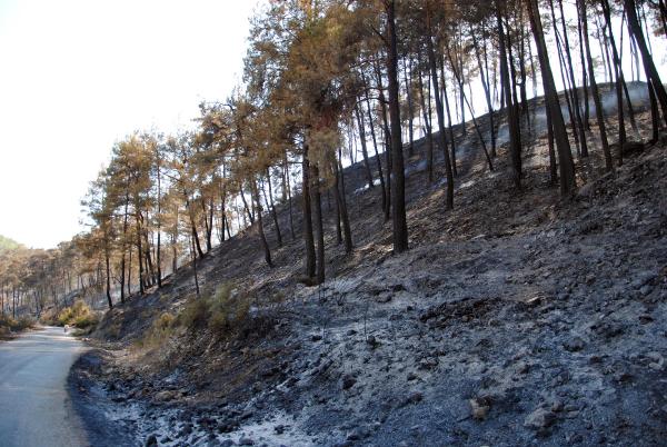 Kumluca’daki yangın nihayet söndürüldü! 170 hektar alan yandı