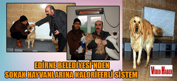 Edirne Belediyesi’nden sokak hayvanlarına kaloriferli sistem