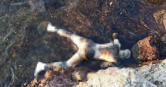 Ayvalık’ta sahilde erkek cesedi bulundu