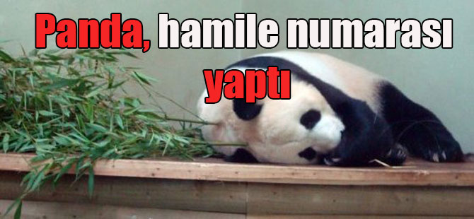 Panda, hamile numarası yaptı