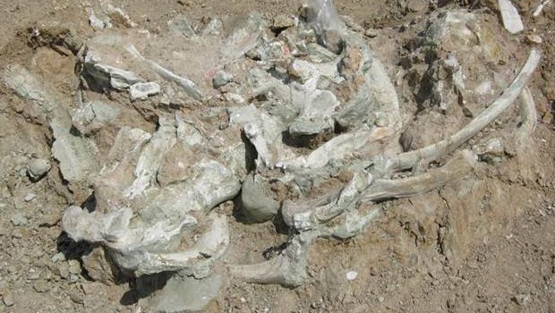 Çorum’da 10 tonluk dev gergedan fosili bulundu