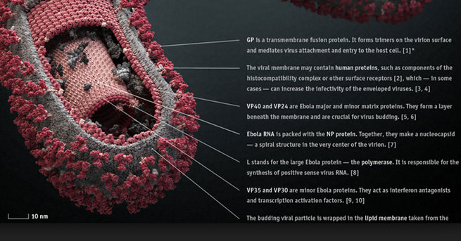 Ebola virüsüne karşı 3 aşı üretiliyor!