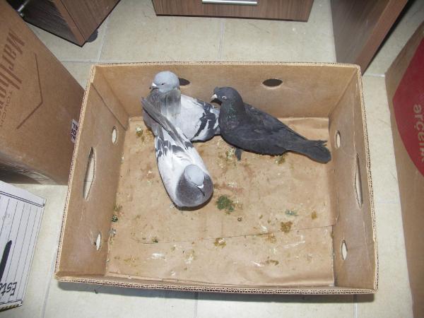 Güvercin hırsızı yakalandı