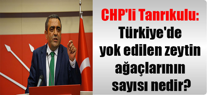 CHP’li Tanrıkulu: Türkiye’de yok edilen zeytin ağaçlarının sayısı nedir?
