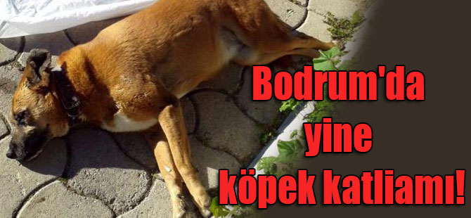 Bodrum’da yine köpek katliamı!