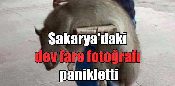 Sakarya’daki dev fare fotoğrafı panikletti
