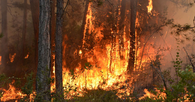 Karabük’te orman yangını!