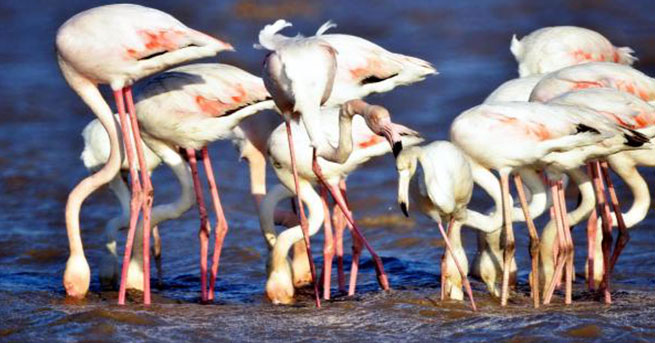 Flamingolar Bodrum’u sevdi