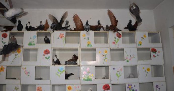 Türkiye’nin ilk güvercin oteli Diyarbakır’da açıldı