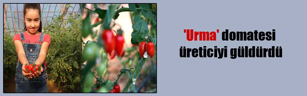 ‘Urma’ domatesi üreticiyi güldürdü