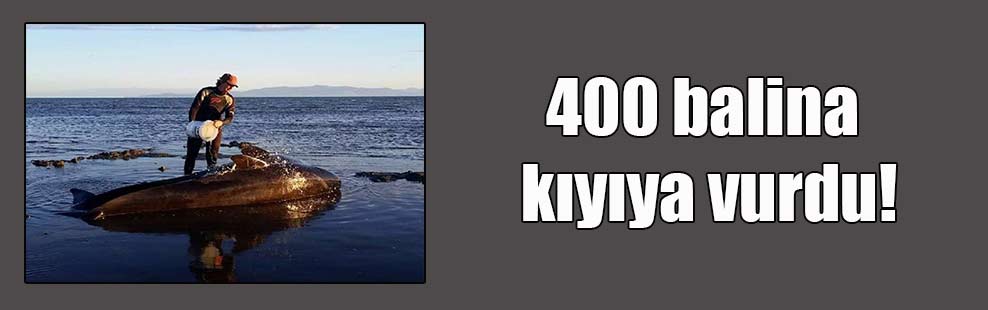 400 balina kıyıya vurdu!