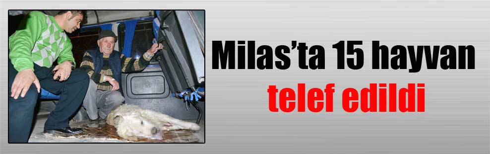 Milas’ta 15 hayvan telef edildi