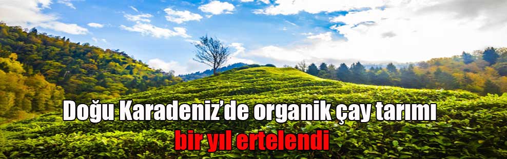 Doğu Karadeniz’de organik çay tarımı bir yıl ertelendi