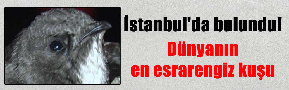 İstanbul’da bulundu! Dünyanın en esrarengiz kuşu