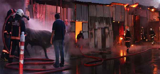 İstanbul’da kurbanlıkların bulunduğu barınakta yangın!