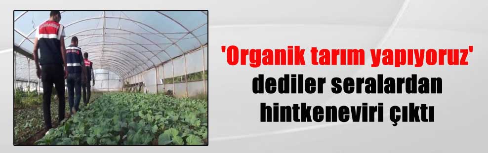 ‘Organik tarım yapıyoruz’ dediler seralardan hintkeneviri çıktı