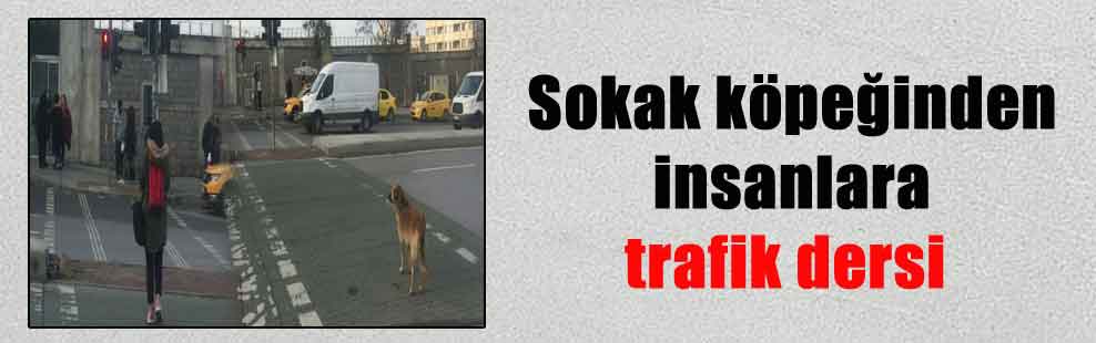 Sokak köpeğinden insanlara trafik dersi