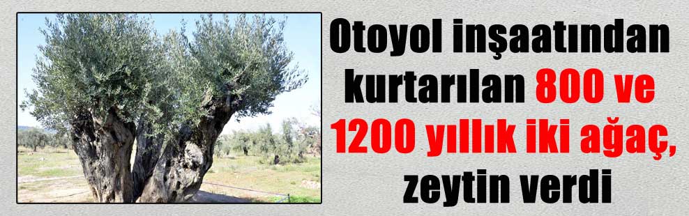 Otoyol inşaatından kurtarılan 800 ve 1200 yıllık iki ağaç, zeytin verdi