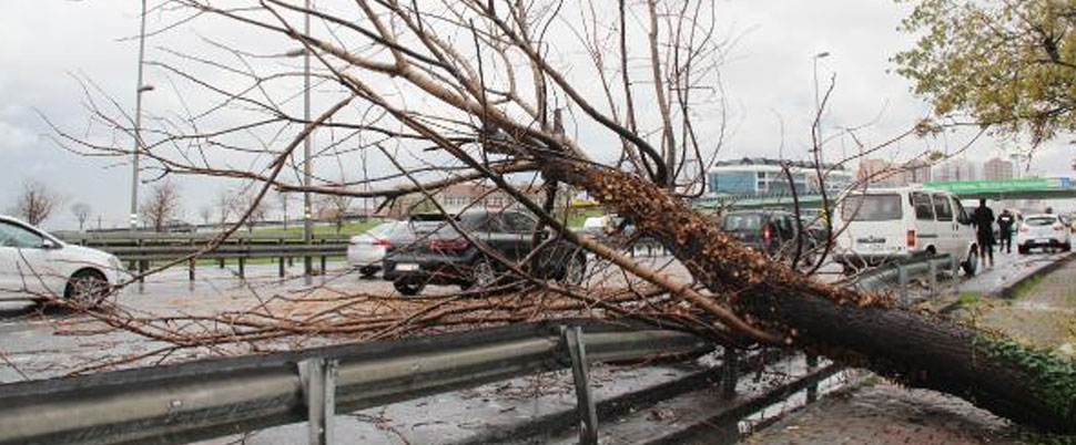 Zeytinburnu’nda şiddetli rüzgar nedeniyle ağaç devrildi