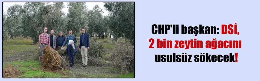CHP’li başkan: DSİ, 2 bin zeytin ağacını usulsüz sökecek!