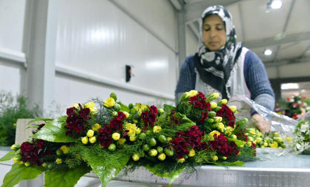 Noel çiçekleri Antalya’dan Avrupa’ya dağıtılıyor
