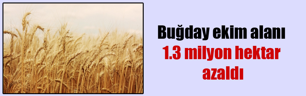 Buğday ekim alanı 1.3 milyon hektar azaldı