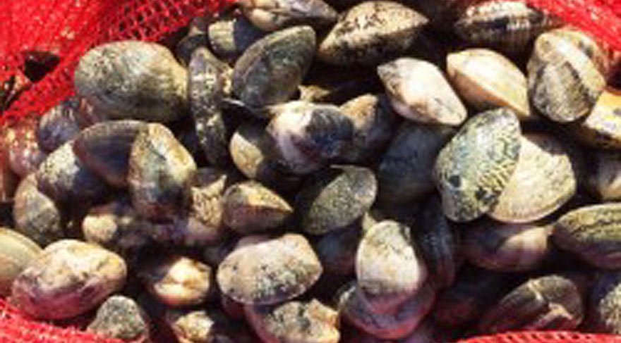 Balıkesir’de 8 ton kaçak midye ele geçirildi