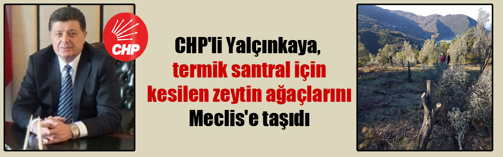 CHP’li Yalçınkaya, termik santral için kesilen zeytin ağaçlarını Meclis’e taşıdı