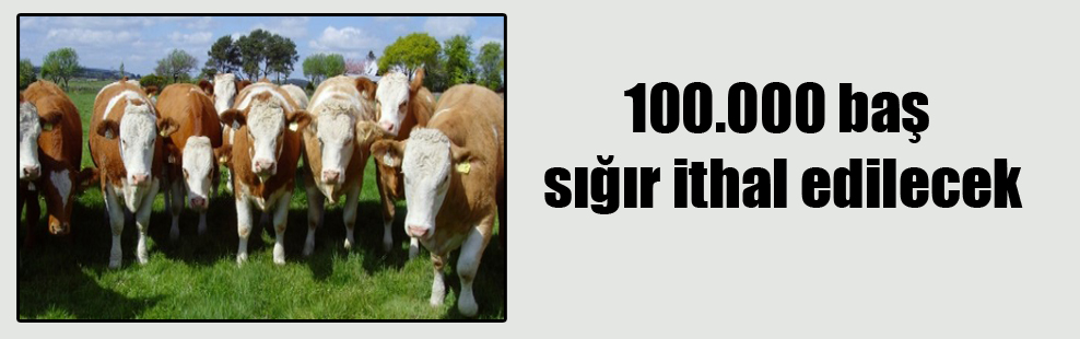100.000 baş sığır ithal edilecek