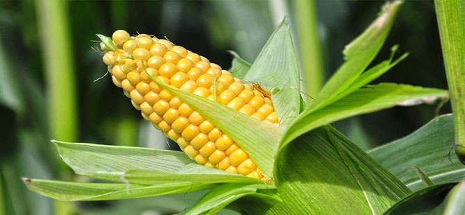 IGC’ye göre dünya mısır tüketimi yıllık 20 milyon ton artacak