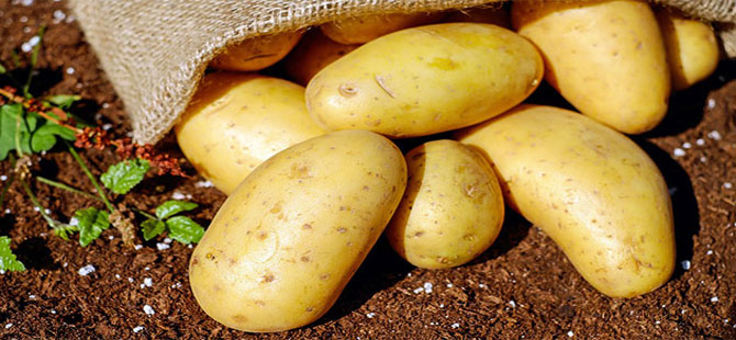 Yerli patates çeşidi Nahita’nın tohumu 15 ülkeye satılacak