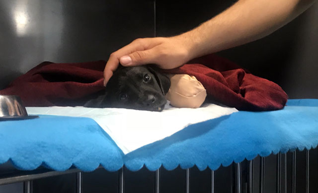 Yavru köpeğin ölümüne neden olan kepçe operatörü tutuklandı