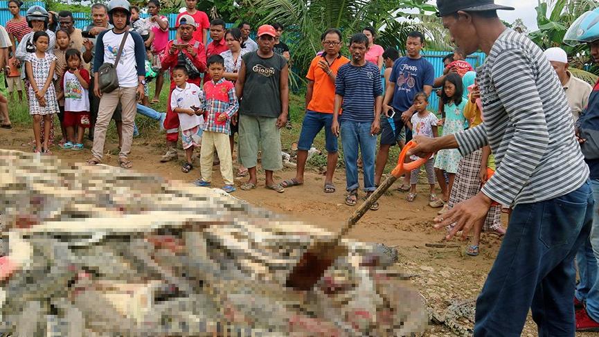 Köylüler yakınlarını yiyen timsahları birer birer öldürdü