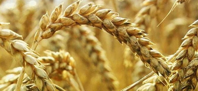 Küresel rezervlerde 10 haftalık buğday stoku kaldı!