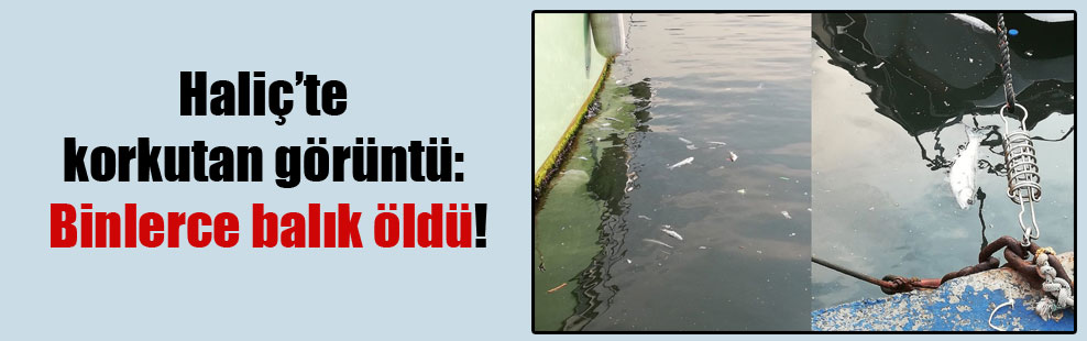 Haliç’te korkutan görüntü: Binlerce balık öldü!