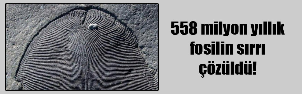 558 milyon yıllık fosilin sırrı çözüldü!